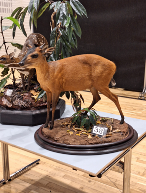 roedeer